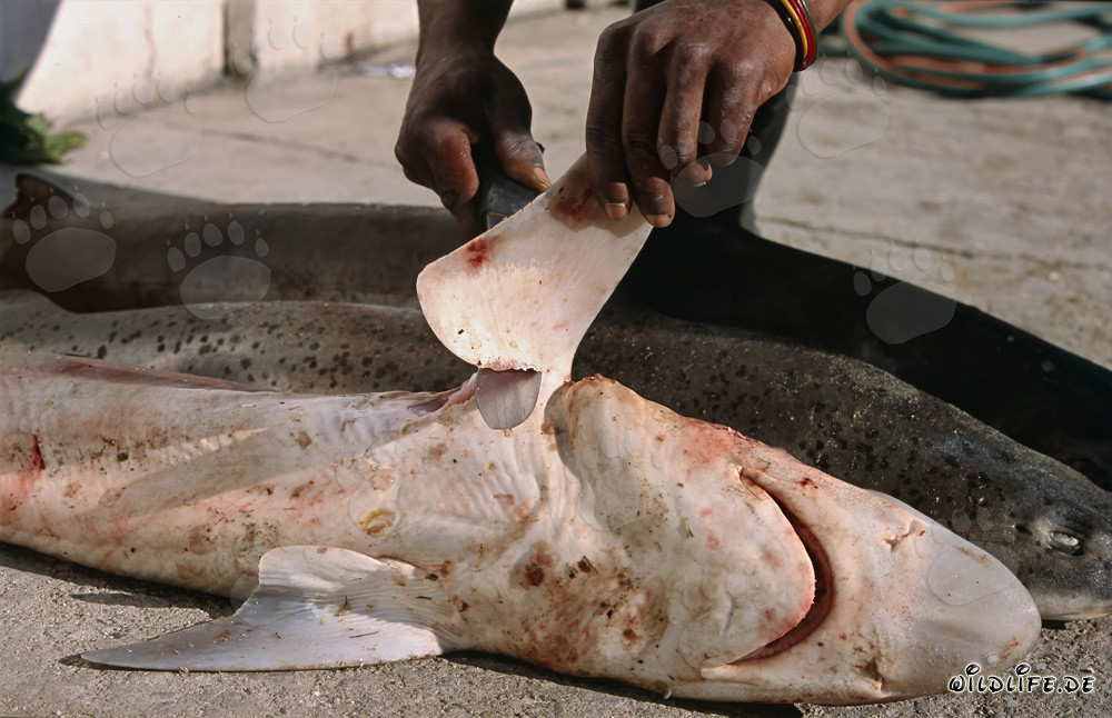 Shark Fin Trade - A Threatening Practice of Finning