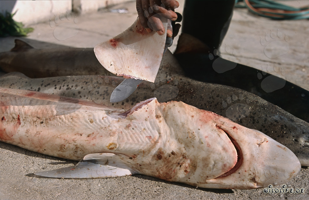 Le cruel shark finning : une menace pour les océans