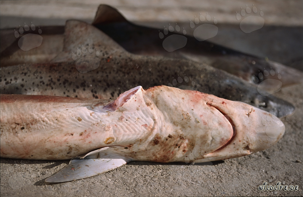 Atroce Shark Finning : Aileron coupé du requin-soupeau