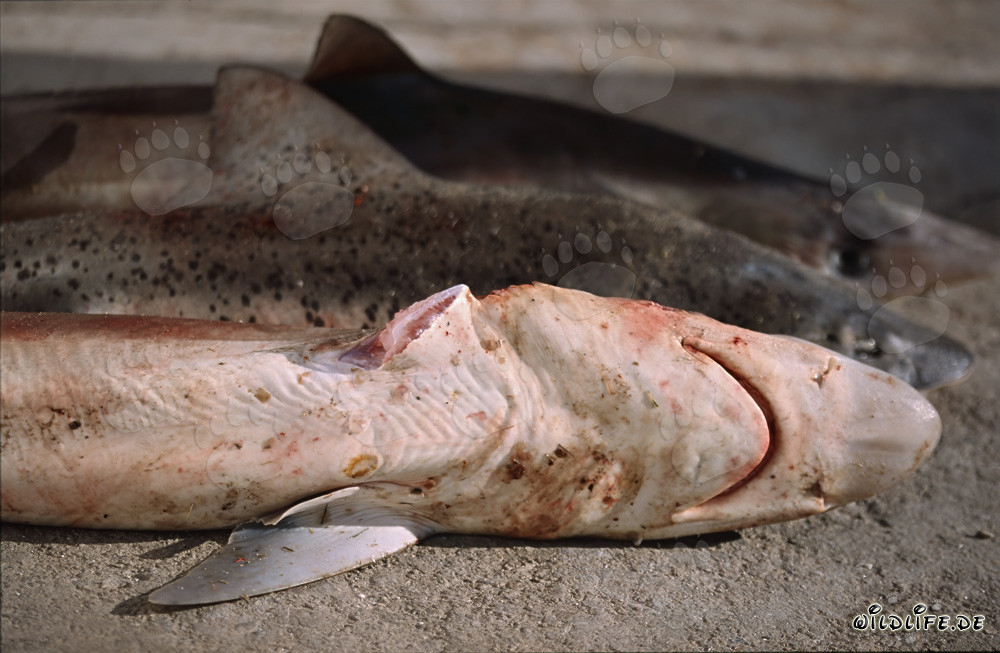 Atroz Shark Finning: Aleta cortada del tiburón zorro