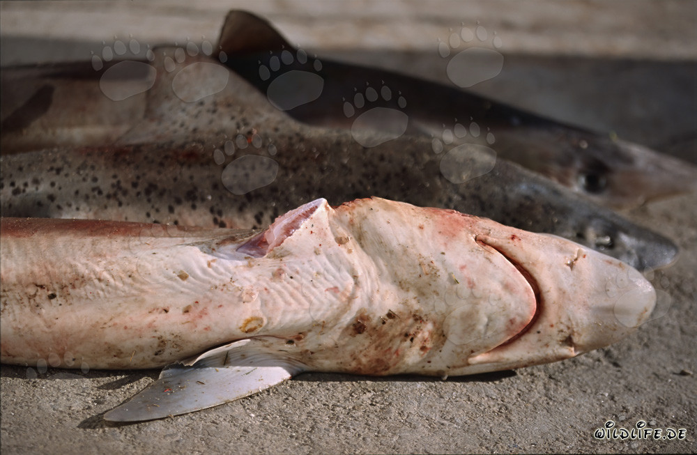 Grausames Shark Finning: Abgeschnittene Flosse vom Soupfinshark