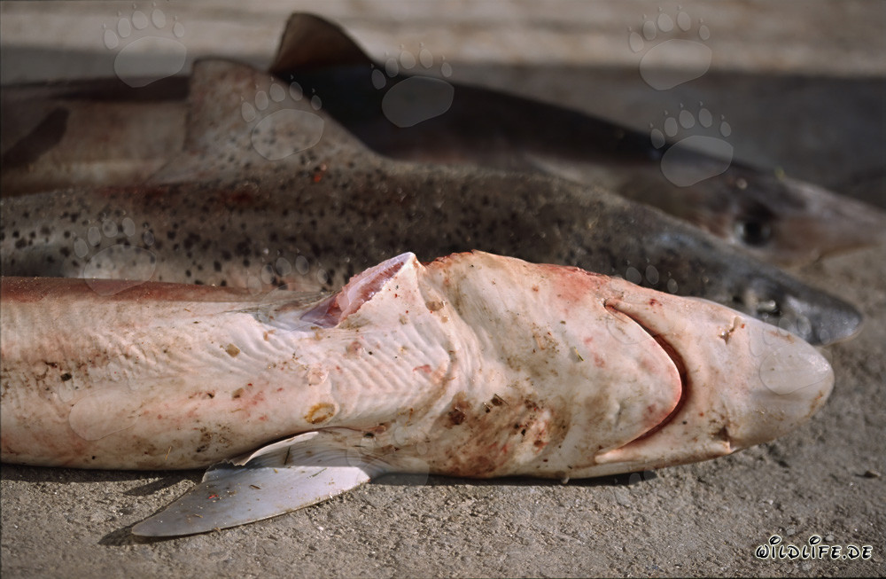 Atroce Shark Finning: Pinna tagliata dello squalo volpe