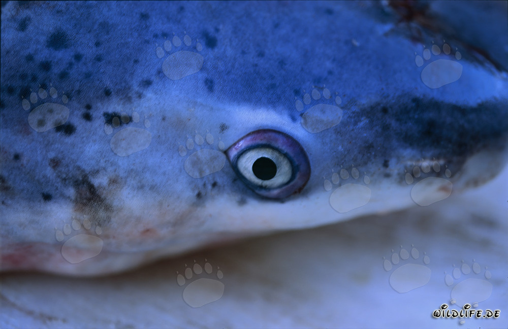Tête du requin à sept branchies à large nez (Notorynchus cepedianus)