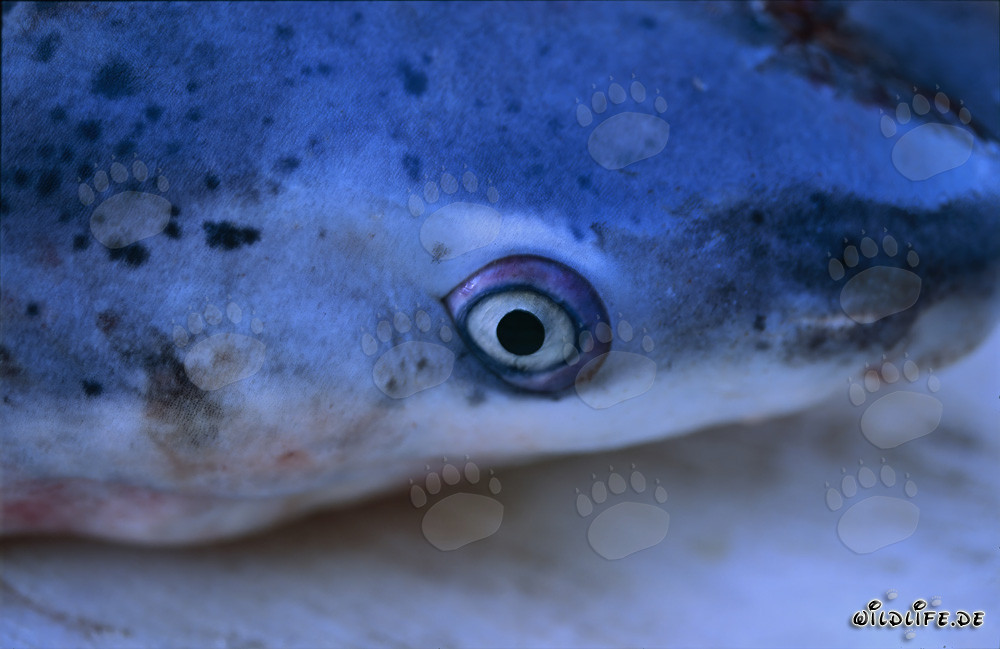 Head of the Spotted Sevengill Shark (Notorynchus cepedianus)