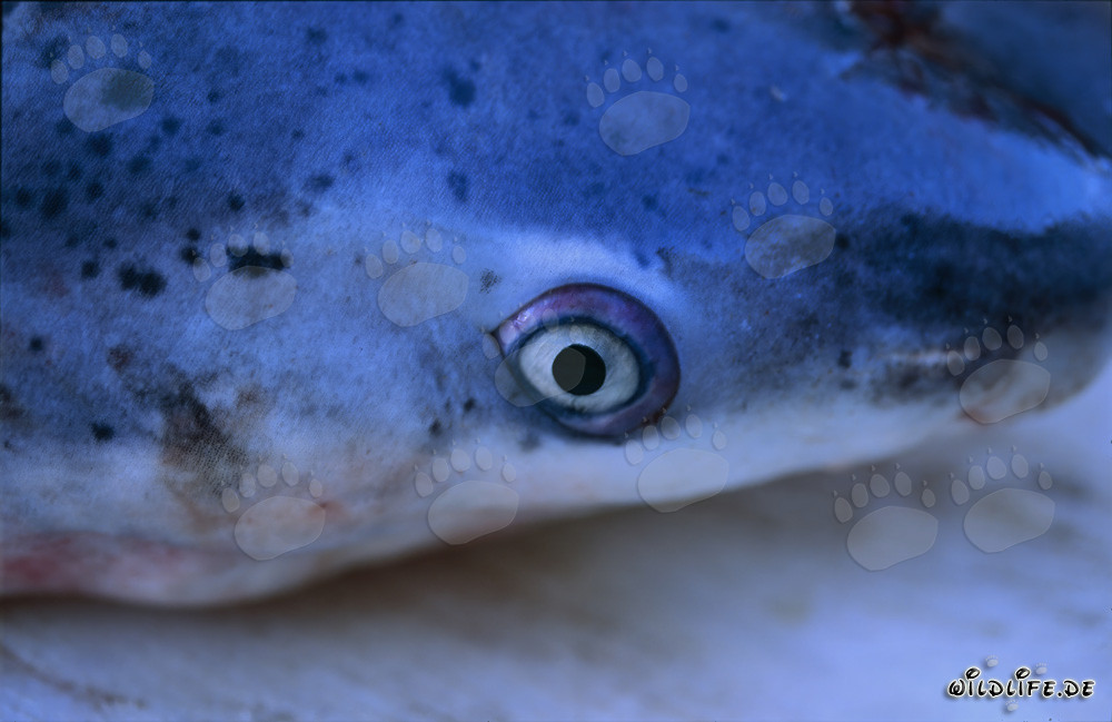 Cabeza del tiburón de siete branquias de nariz ancha (Notorynchus cepedianus)