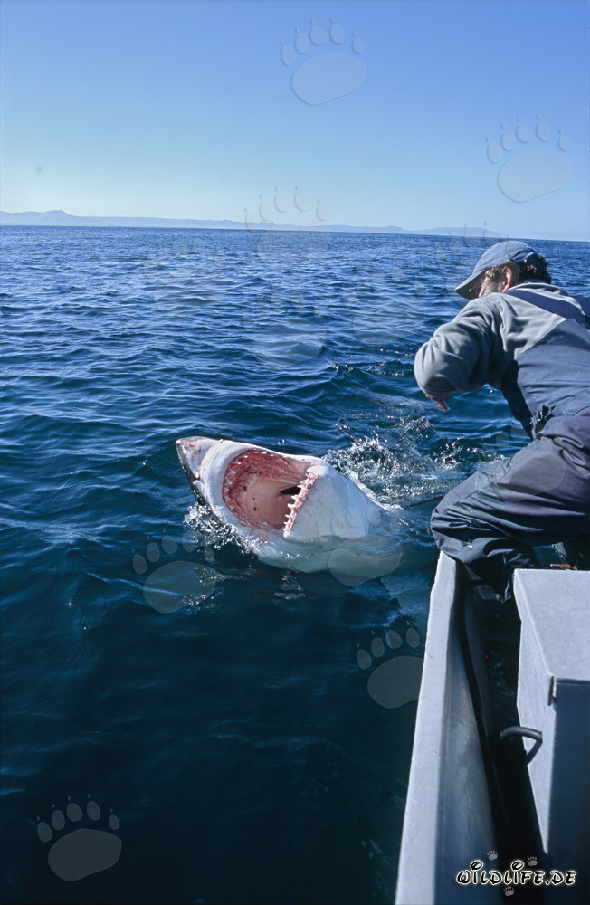 Impressive Great White Shark displaying its fearsome teeth in front of Dyer Island