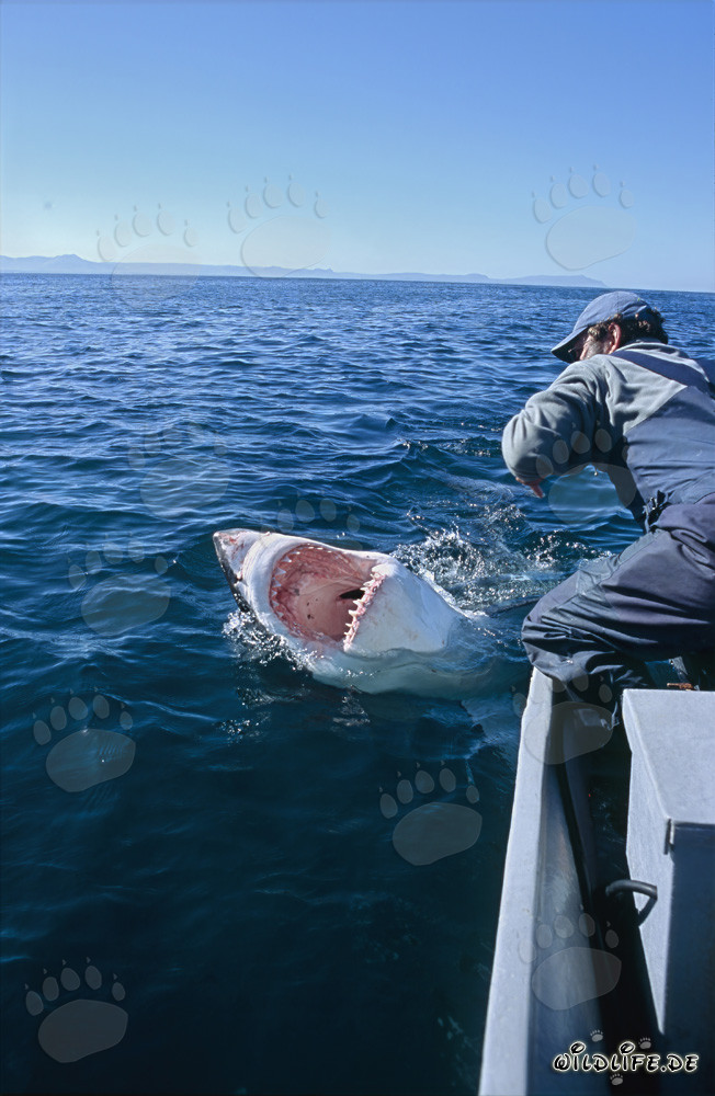 Grand requin blanc montre ses redoutables dents devant l'île Dyer