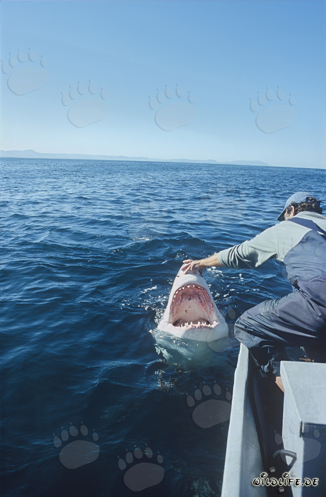 Rencontre fascinante : Andre Hartman et le grand requin blanc