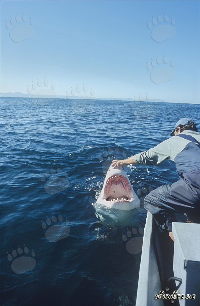 Fascinating Encounter: Andre Hartman and the Great White Shark