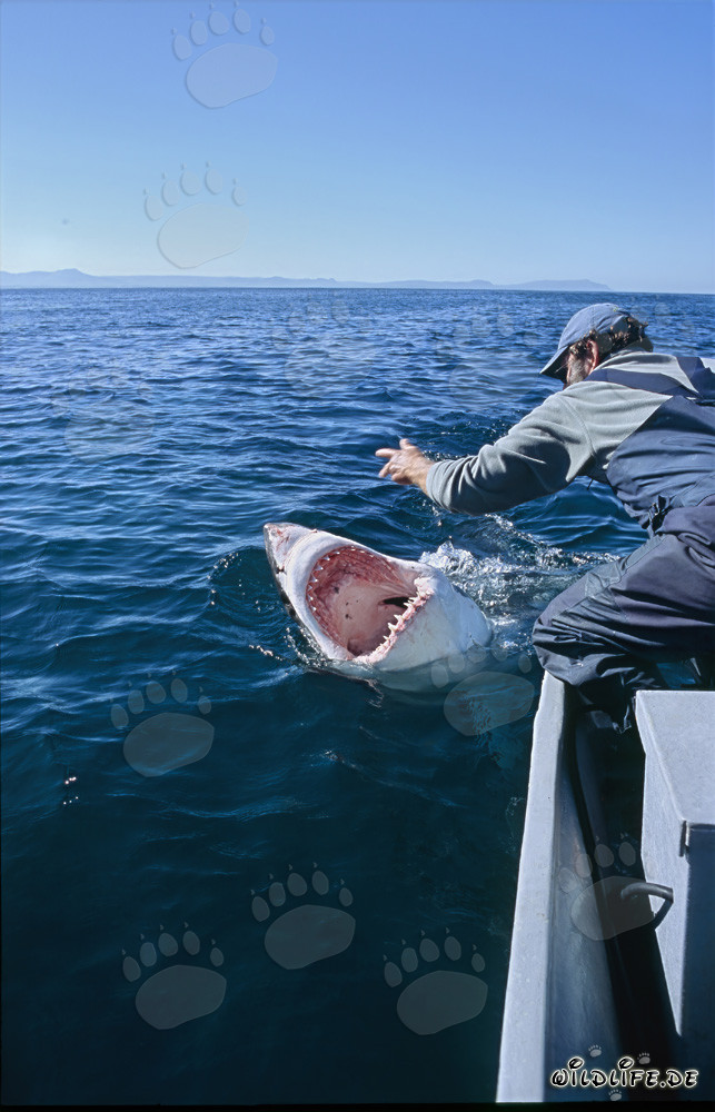 Fascinante communication entre Andre Hartman et le grand requin blanc