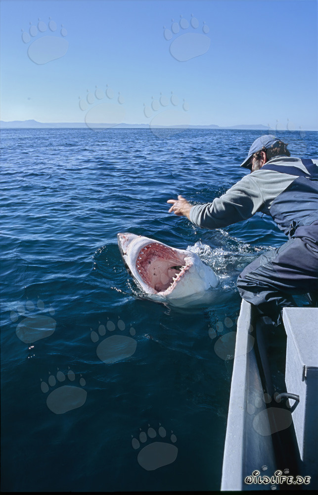 Fascinating Communication between Andre Hartman and the Great White Shark