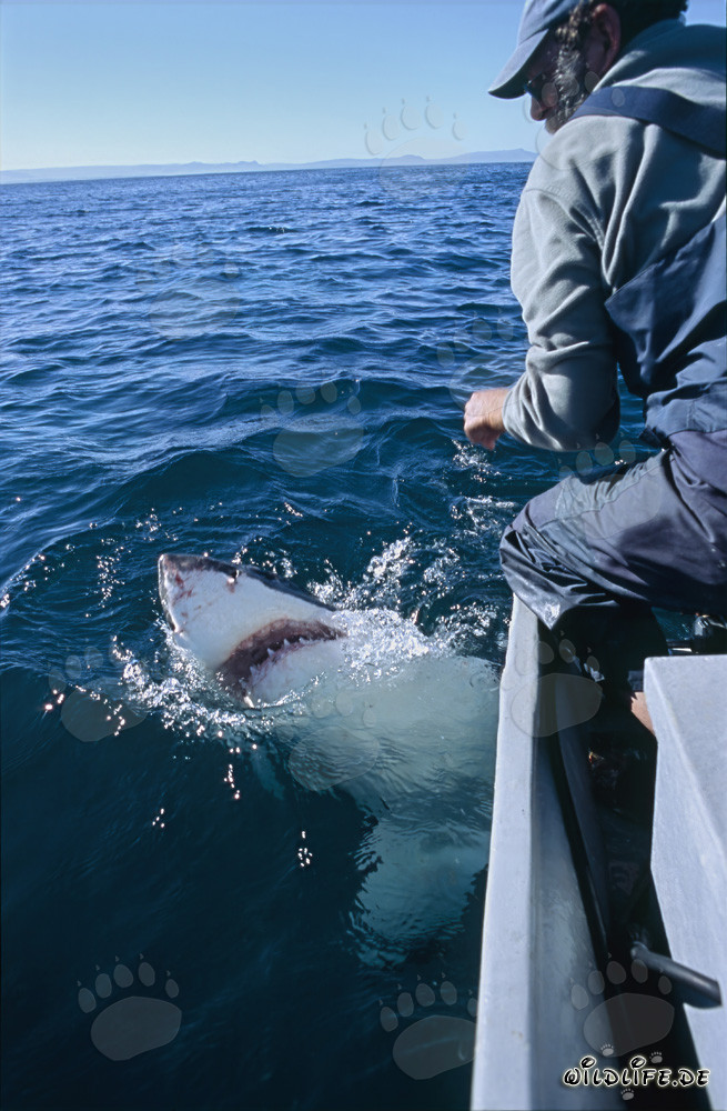 Eye contact between Great White Shark and Andre Hartman