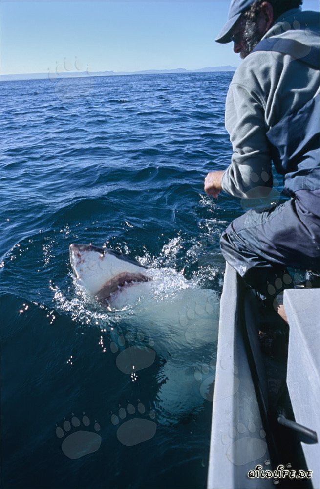 Contacto visual entre un gran tiburón blanco y Andre Hartman