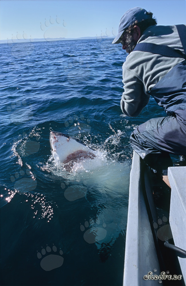 Grand requin blanc majestueux au large de Gansbaai
