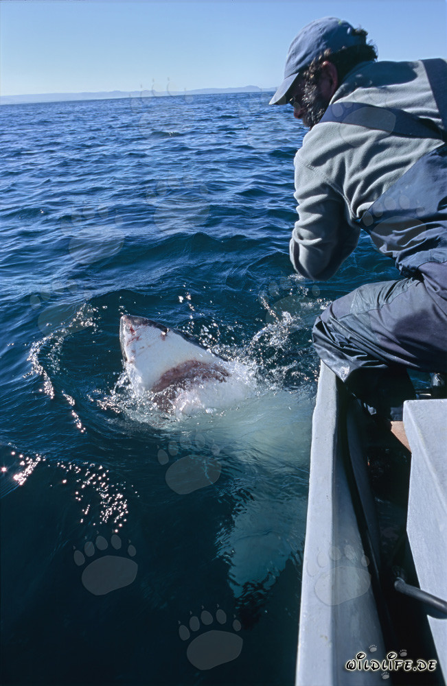 Majestic Great White Shark off the coast of Gansbaai