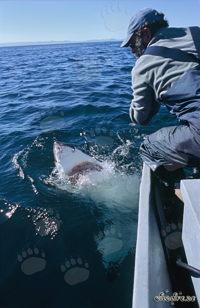 Maestoso squalo bianco al largo di Gansbaai
