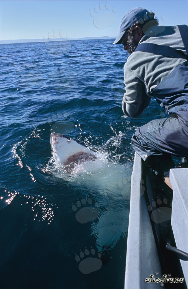 Majestuoso tiburón blanco frente a la costa de Gansbaai
