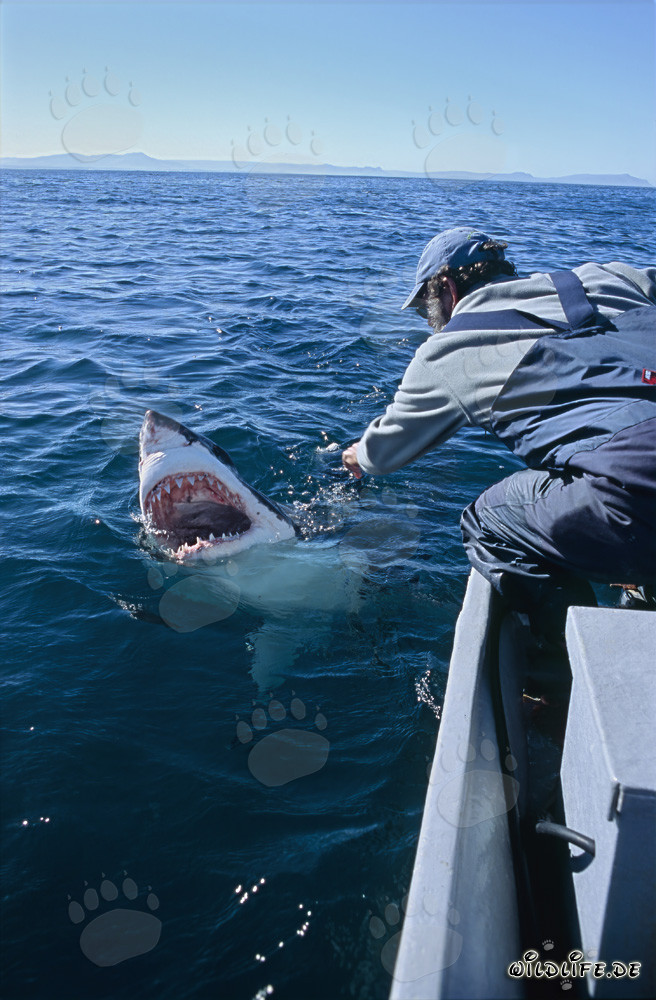 Vue fascinante dans la grande gueule du Grand Requin Blanc