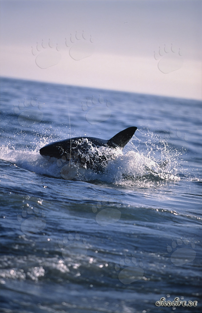 Breaching Great White shark hunting for a fur seal