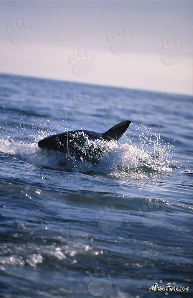 Squalo bianco insegue una foca di pelliccia sudafricana