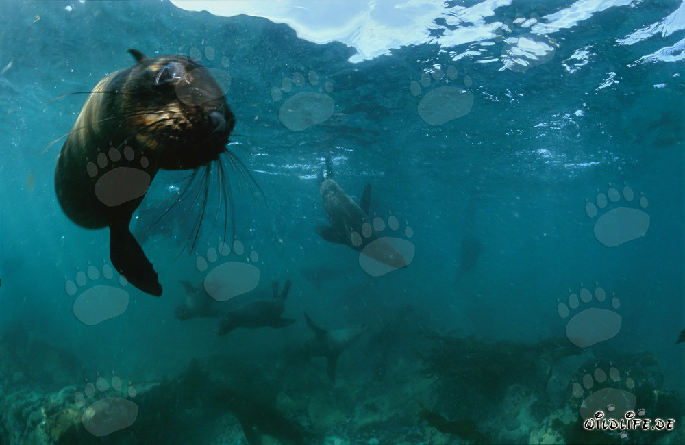 Foca dalla pelliccia curiosa del Sudafrica esplora il regno sottomarino