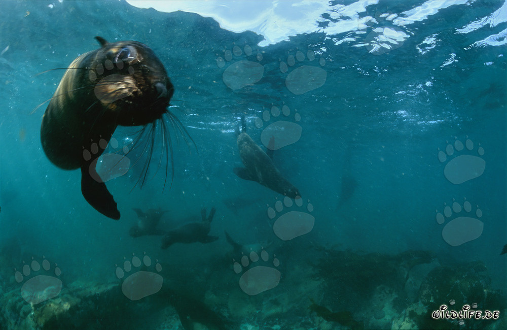 Foca de piel curiosa de Sudáfrica explorando el reino submarino