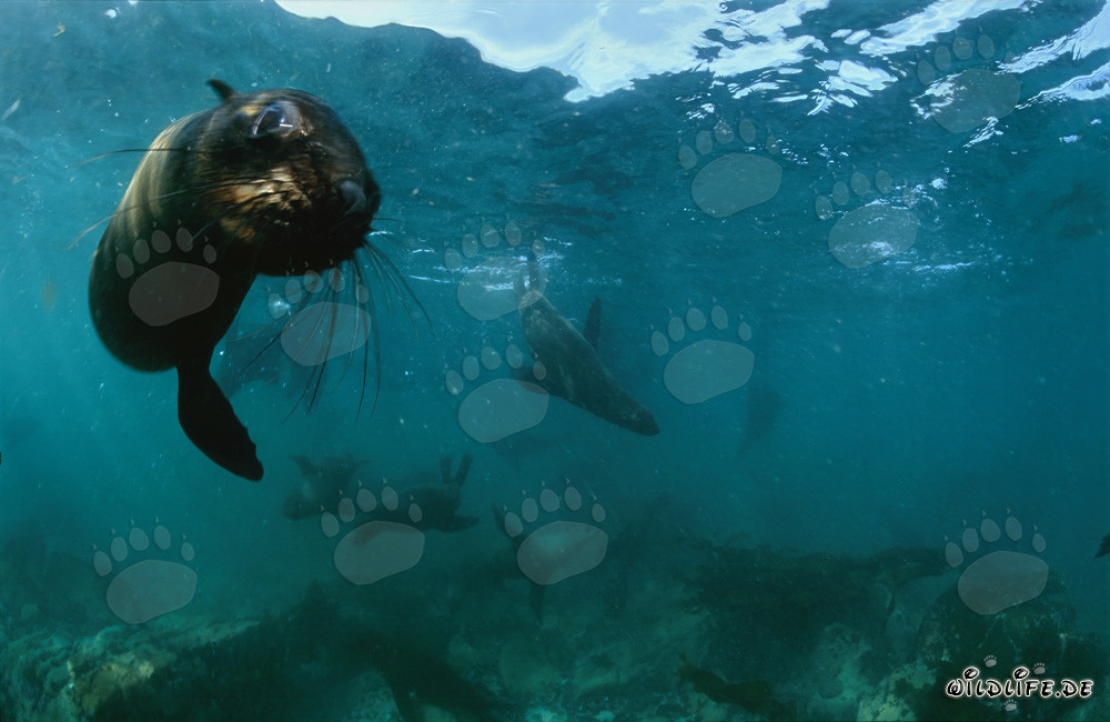 Curious South African Fur Seal exploring the underwater world