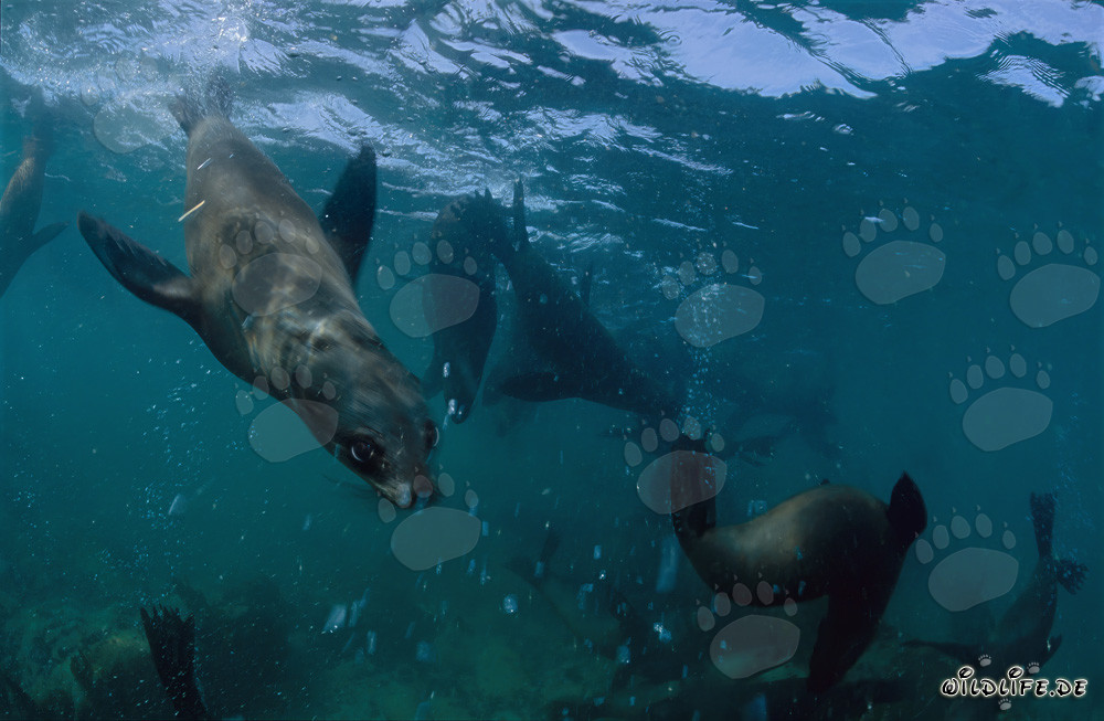 Foca dalla pelliccia sudafricana che esplora curiosamente il mondo sottomarino di Geyser Rock