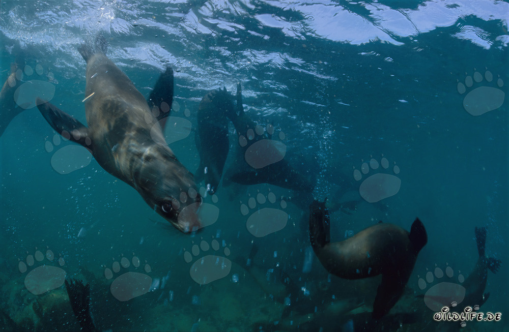 Otaries à fourrure sud-africaines explorant curieusement le monde sous-marin de Geyser Rock
