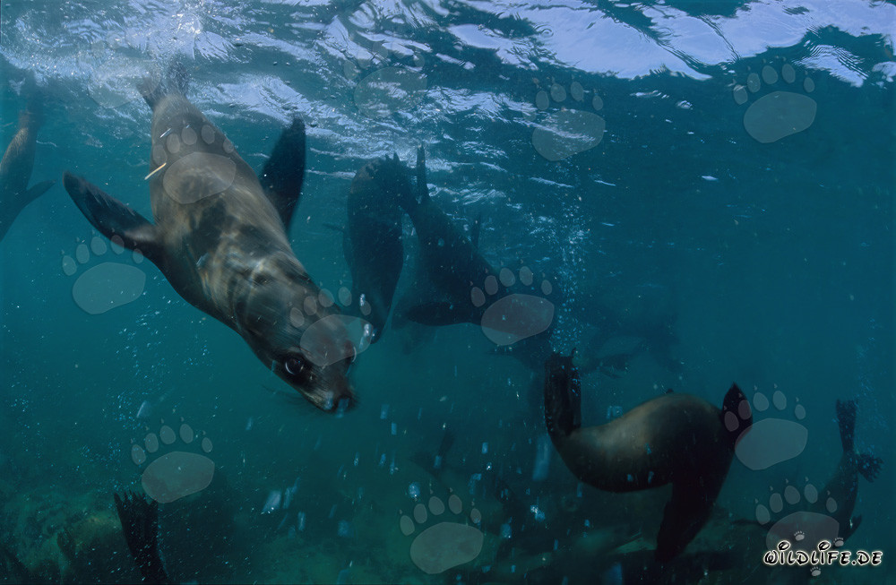 Curious South African fur seal exploring the underwater world of Geyser Rock