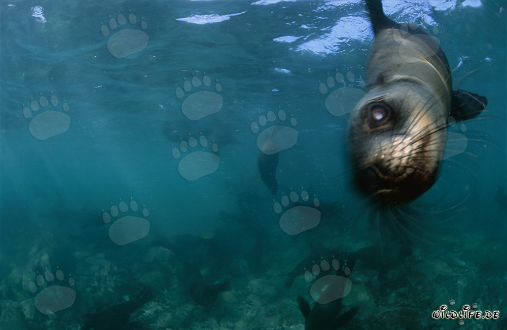 Incontro con una foca dalla pelle sudafricana a Gansbaai