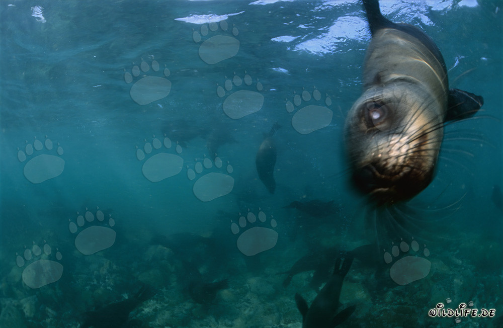 Encuentro con una foca de piel sudafricana en Gansbaai