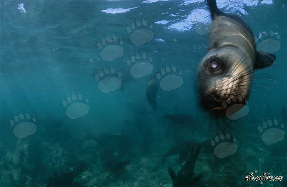 Encounter with a South African Fur Seal in Gansbaai