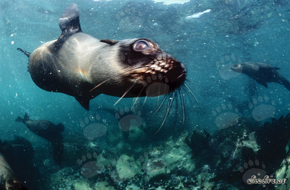 Foca de piel sudafricana confiada en Geyser Rock en Sudáfrica