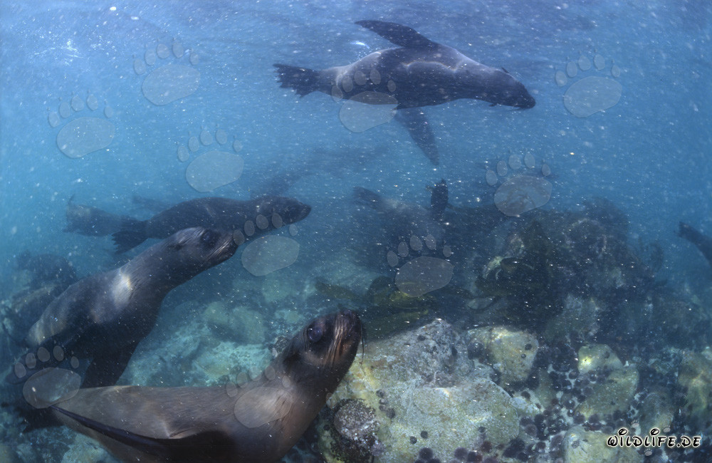 South African Fur Seals in Heavy Ground Swell