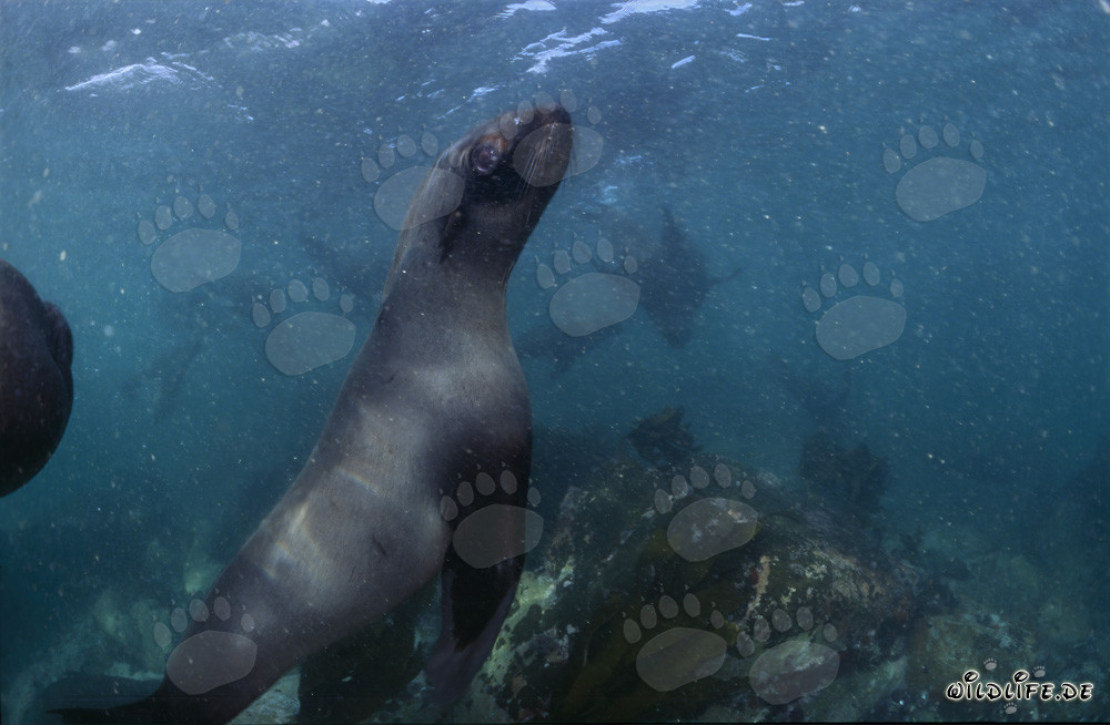 Attentive South African Fur Seal observing the surroundings