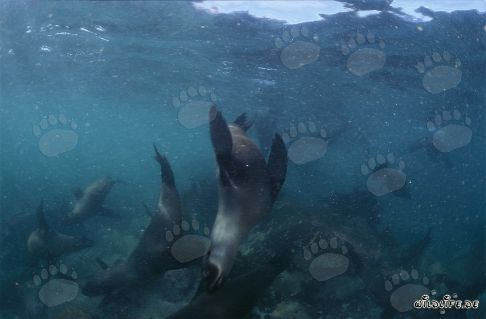 South African fur seal colony in the surf zone off Geyser Rock