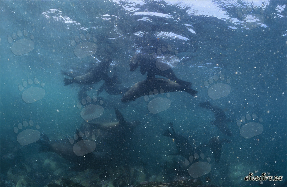 Otaries à fourrure d'Afrique du Sud dans la houle