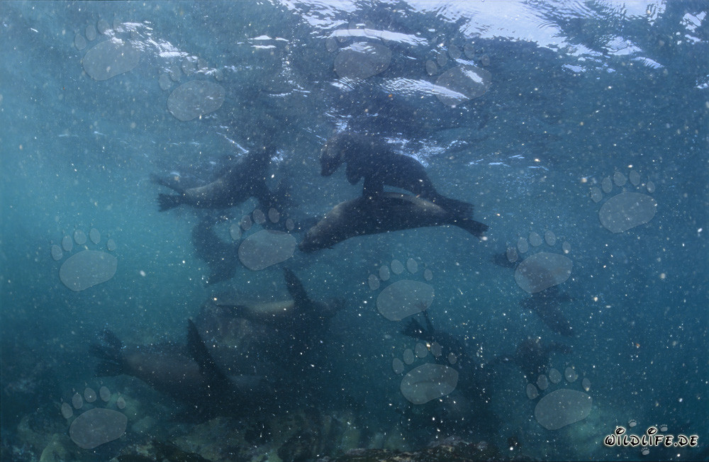 South African Fur Seals in the Surf