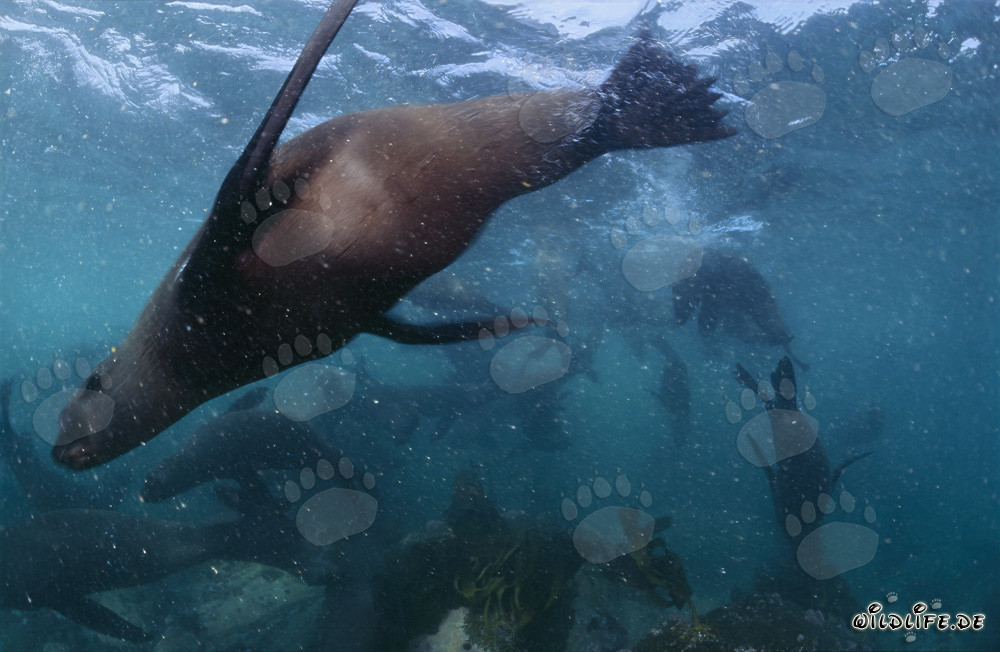 Primo piano di una foca pelliccia sud africana