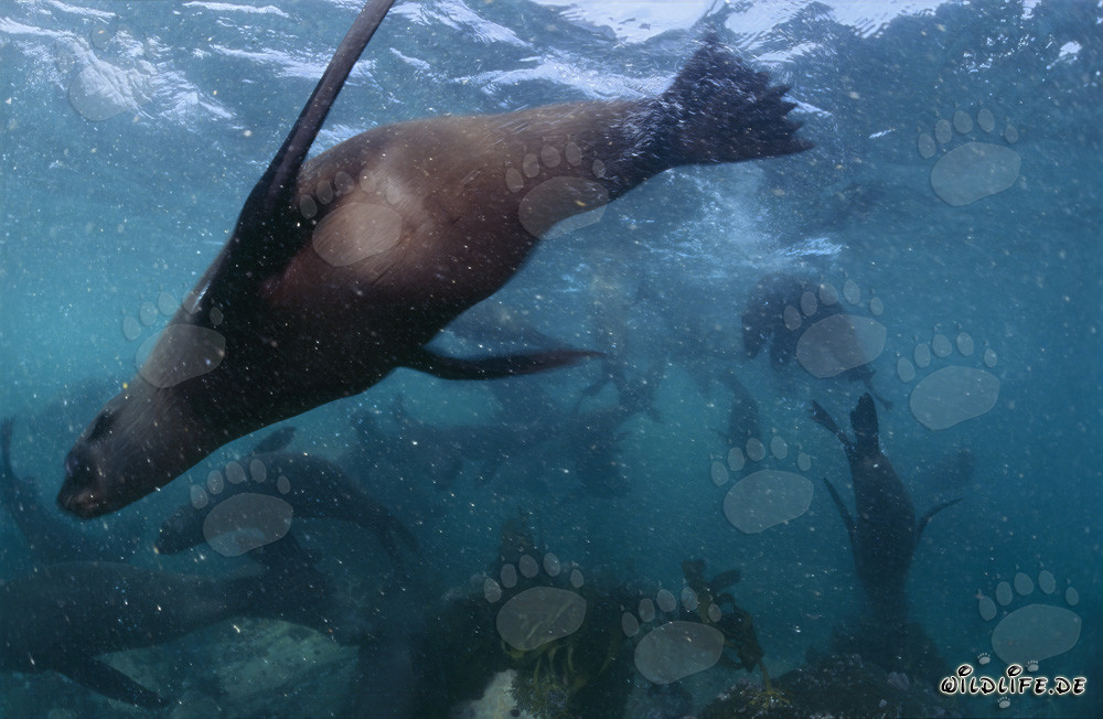 Primer plano de un lobo marino sudafricano