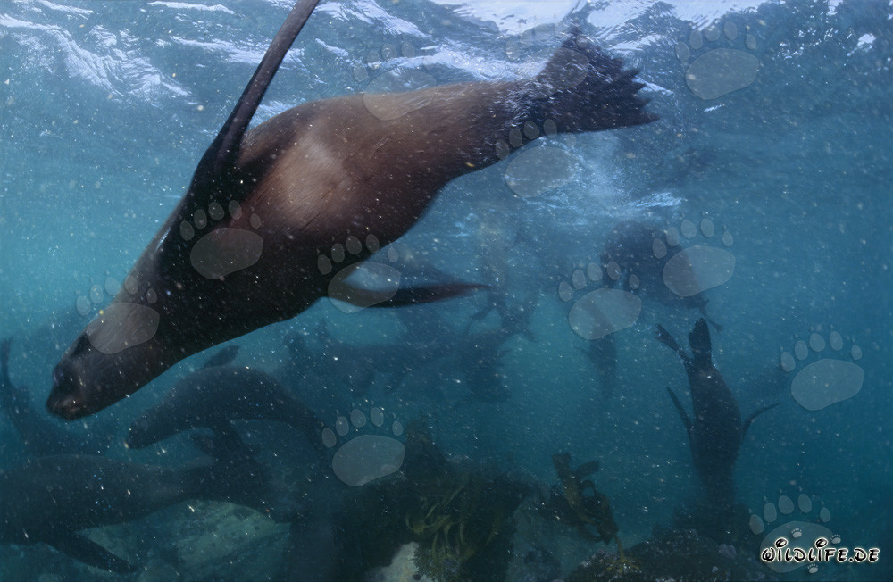 Close-up of a South African Fur Seal