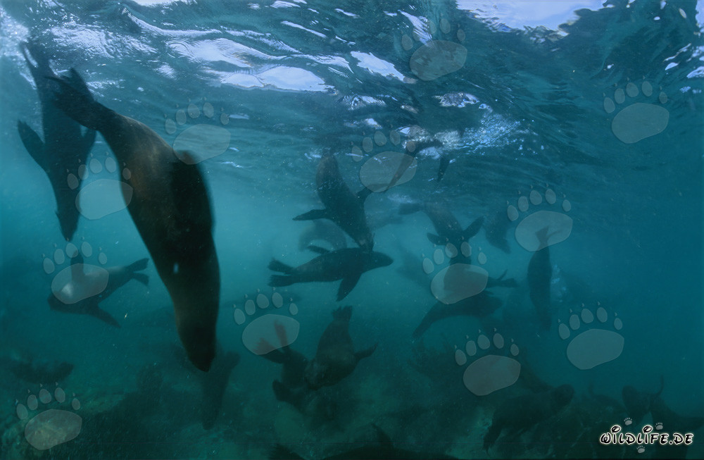 Rencontre avec les otaries à fourrure sud-africaines dans les vagues de fond