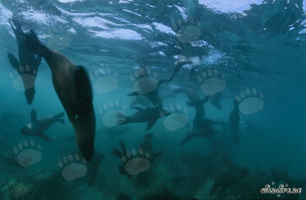 Encounter with South African Fur Seals in the Ground Swell