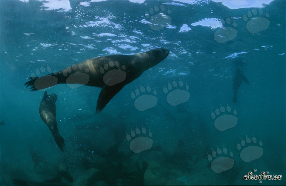 Giocherellona Foca dalla Pelliccia Sudafricana su Geyser Rock