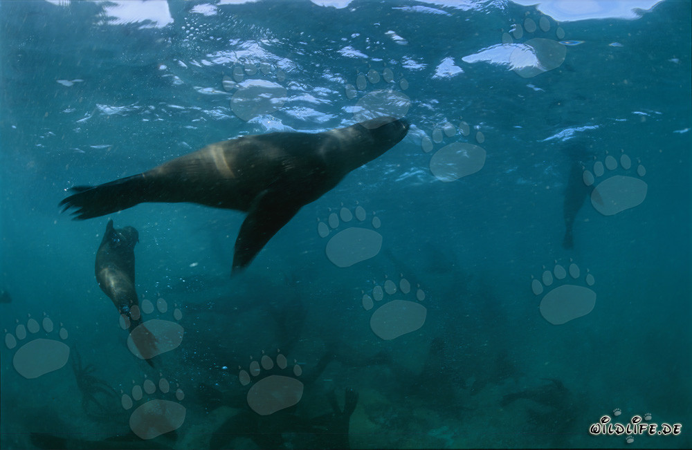 Otaries à fourrure d'Afrique du Sud espiègles sur Geyser Rock