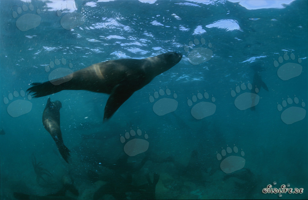 Playful South African Fur Seal on Geyser Rock