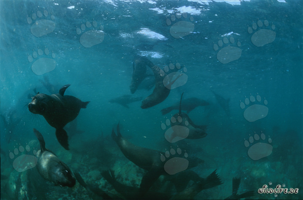 Observing South African Fur Seals in the Clear Waters near Geyser Rock