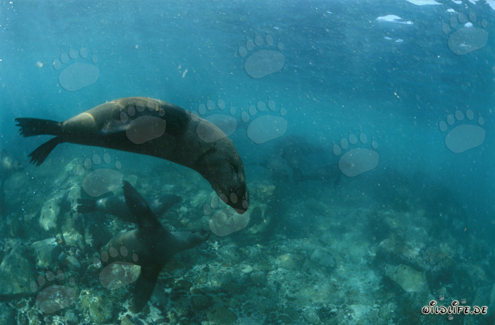 Elegantes nadadores: los lobos marinos de Sudáfrica