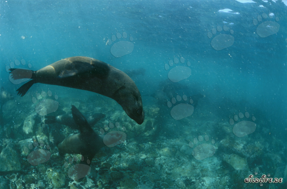 Elégants nageurs : les otaries à fourrure d'Afrique du Sud